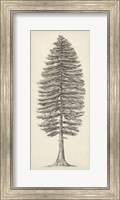 Framed Pacific Northwest Tree Sketch II