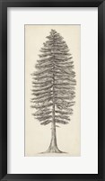 Framed Pacific Northwest Tree Sketch II