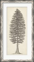 Framed Pacific Northwest Tree Sketch II