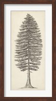 Framed Pacific Northwest Tree Sketch II