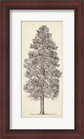 Framed Pacific Northwest Tree Sketch III