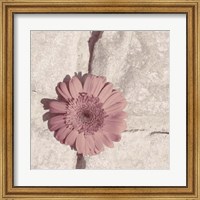 Framed Stone Blossom I