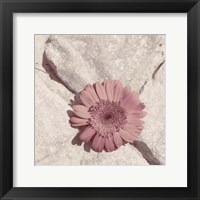 Stone Blossom II Framed Print