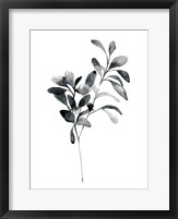 Framed Brume Botanical I