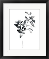 Brume Botanical I Framed Print