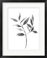 Framed Brume Botanical II