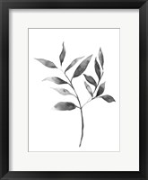 Brume Botanical II Framed Print