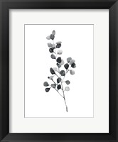 Framed Brume Botanical III