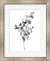 Framed Brume Botanical IV