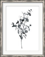Framed Brume Botanical IV