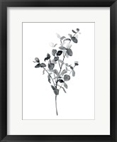 Brume Botanical IV Framed Print