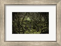 Framed Mossy Forest 2