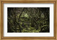 Framed Mossy Forest 2