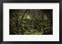 Framed Mossy Forest 2