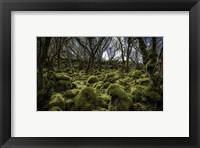 Framed Mossy Forest 3