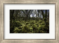 Framed Mossy Forest 3