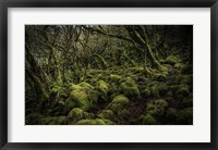 Framed Mossy Forest 4