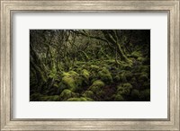 Framed Mossy Forest 4