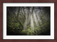 Framed Mossy Forest 5