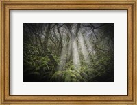 Framed Mossy Forest 5