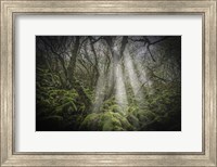 Framed Mossy Forest 5