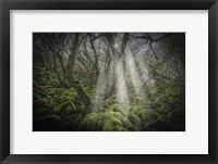 Framed Mossy Forest 5