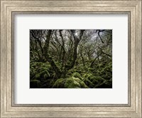 Framed Mossy Forest 6