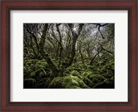 Framed Mossy Forest 6