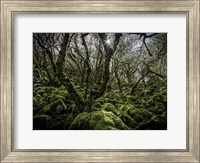 Framed Mossy Forest 6