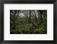 Framed Mossy Forest 7