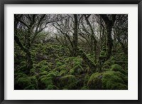 Framed Mossy Forest 7