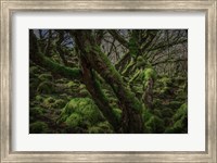 Framed Mossy Forest 8