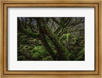 Framed Mossy Forest 8