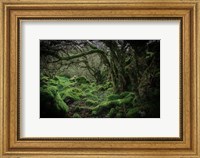 Framed Mossy Forest 9