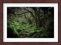 Framed Mossy Forest 9