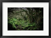 Framed Mossy Forest 9