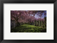 Framed Cherry Blossem 2