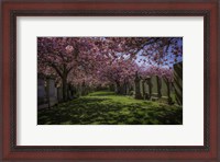 Framed Cherry Blossem 2