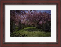 Framed Cherry Blossem 3