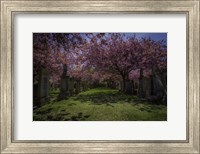 Framed Cherry Blossem 3