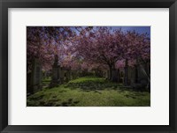 Framed Cherry Blossem 3