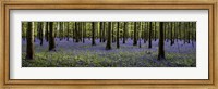Framed Fairytale Forest Panorama
