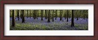 Framed Fairytale Forest Panorama