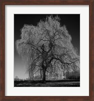 Framed Willow