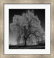 Framed Willow