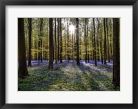 Framed Fairytale Forest Sunlight