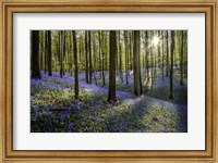 Framed Fairytale Forest Sunlight 2