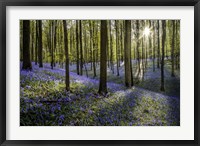 Framed Fairytale Forest Sunlight 2