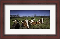 Framed Cows