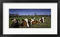 Framed Cows